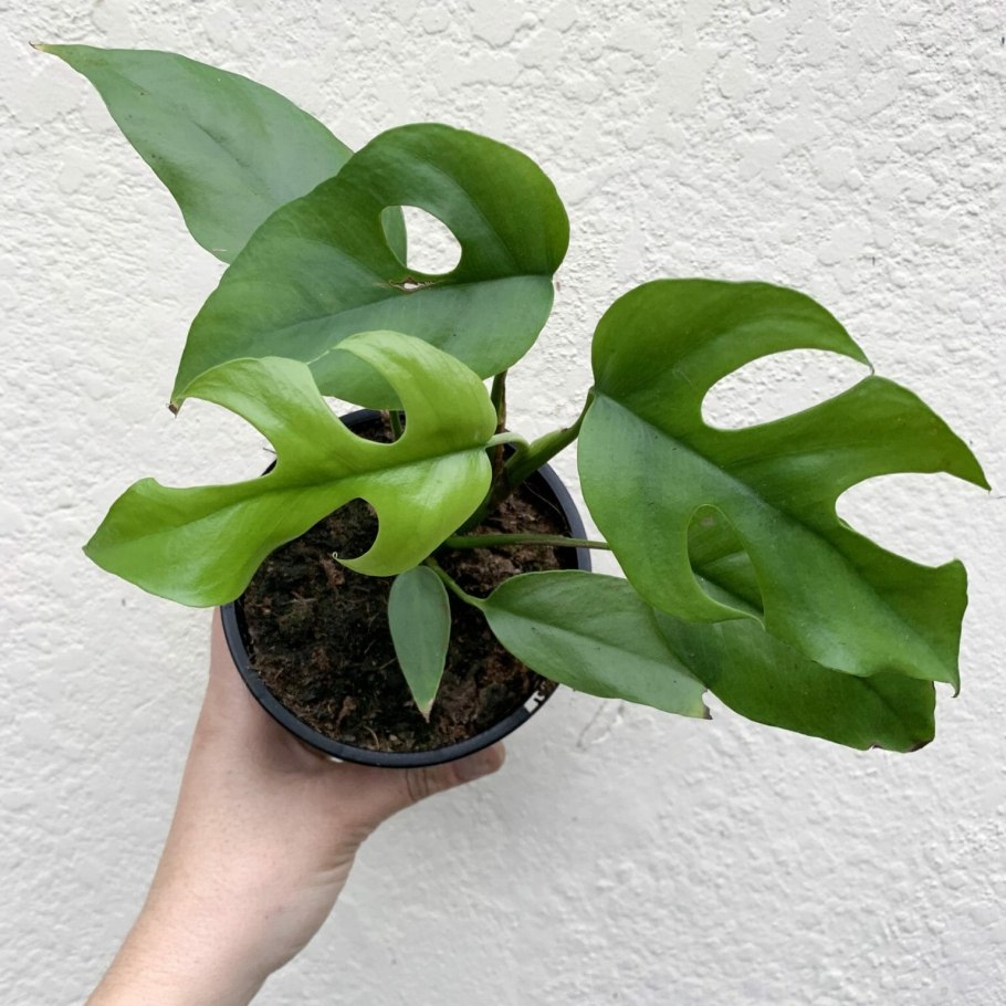 Монстера минима рафидофора