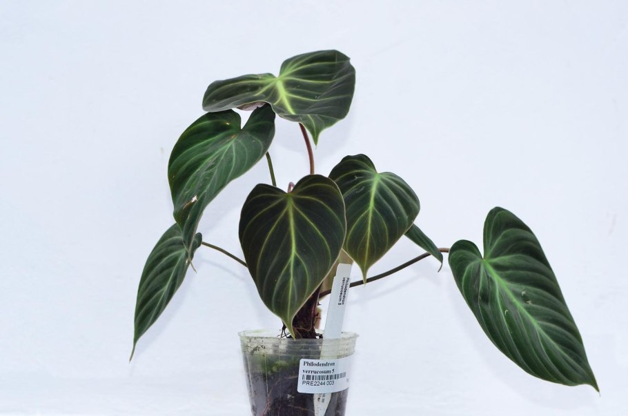 Филодендрон hederaceum variegata