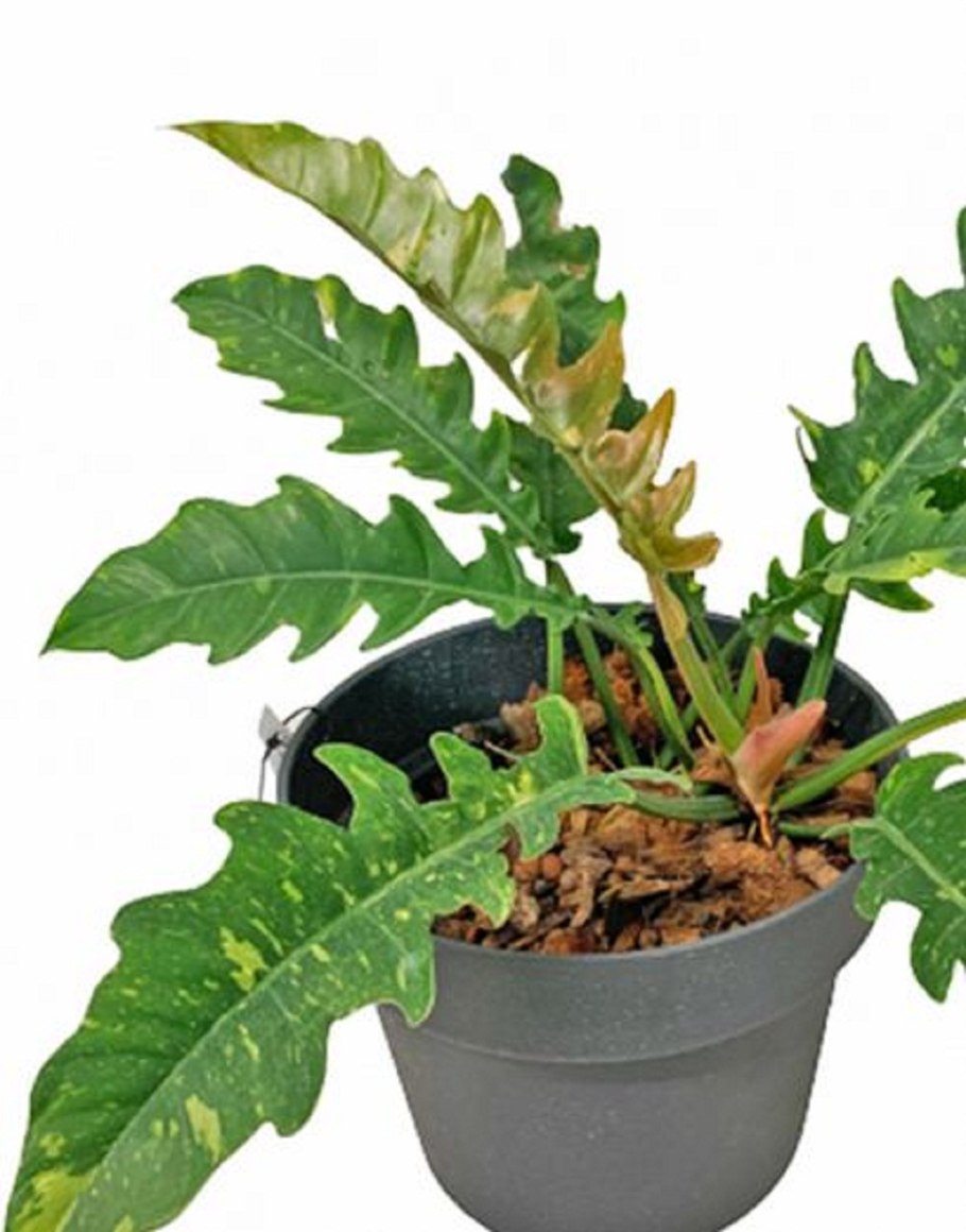 Монстера Минима Рафидофора