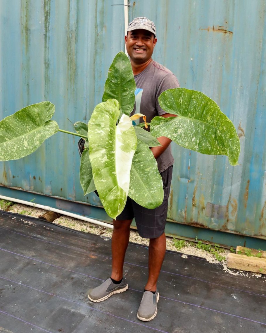 Филодендрон мачете