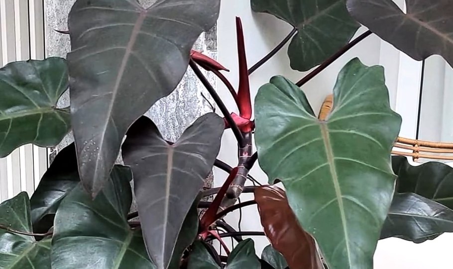 Монстера Альба Делициоза