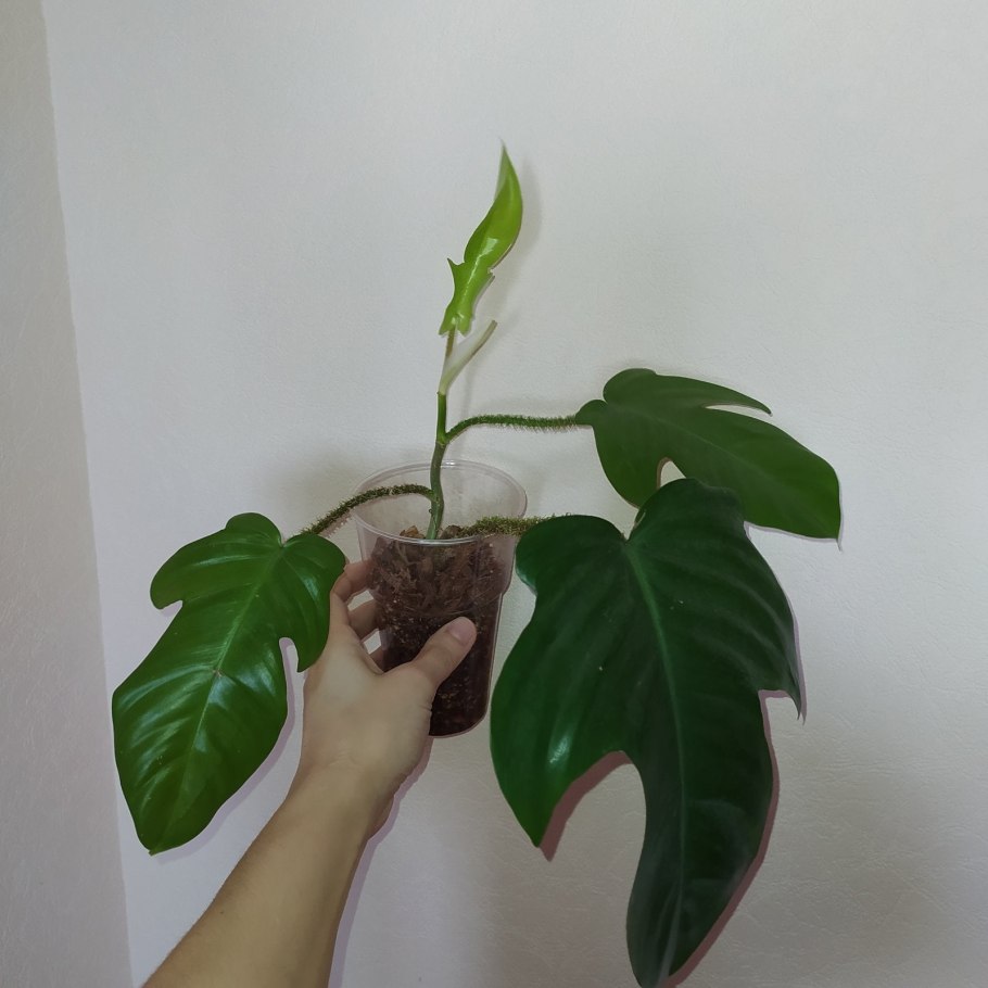 Филодендрон джоепи