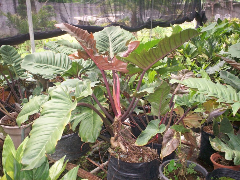 Филодендрон Варшевича вариегатный