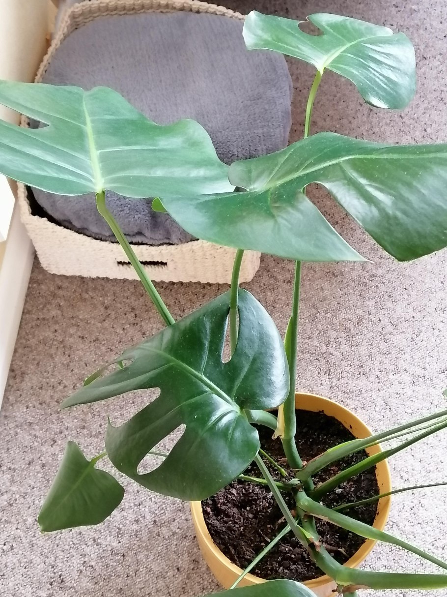 Комнатное растение монстера