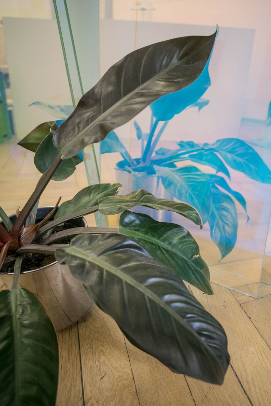 Paper Gold Black Philodendron