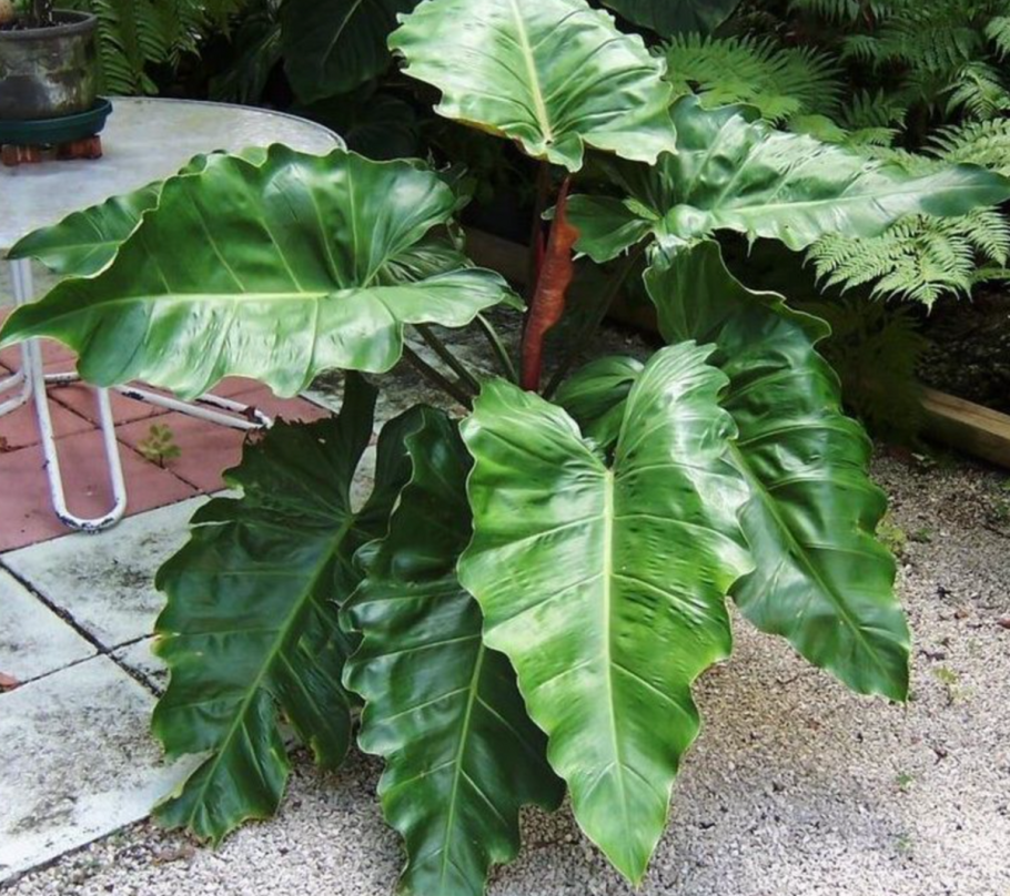 Филодендрон мартиуса