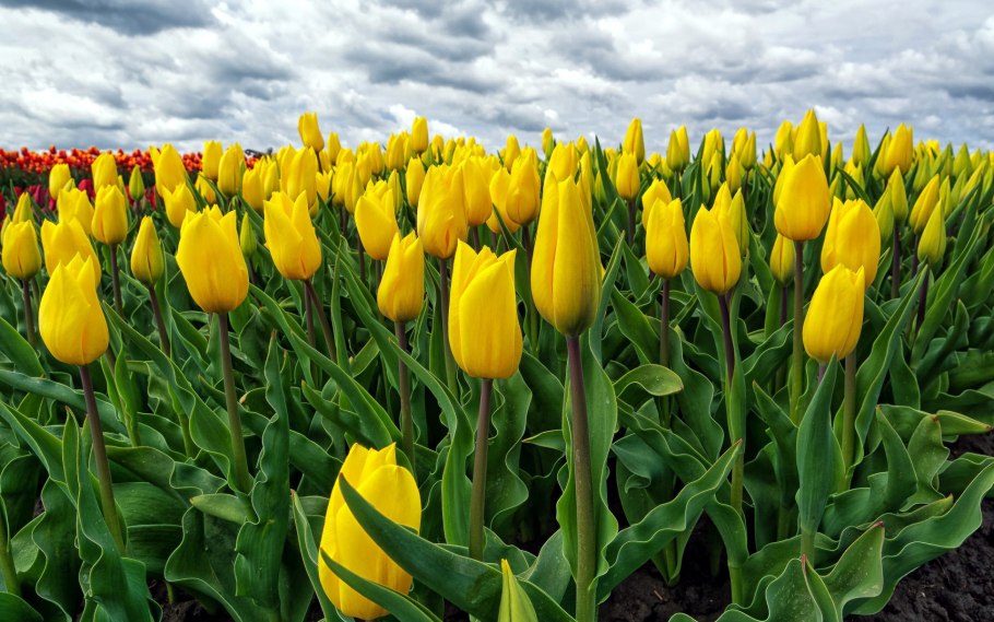 Тюльпан Yellow Master