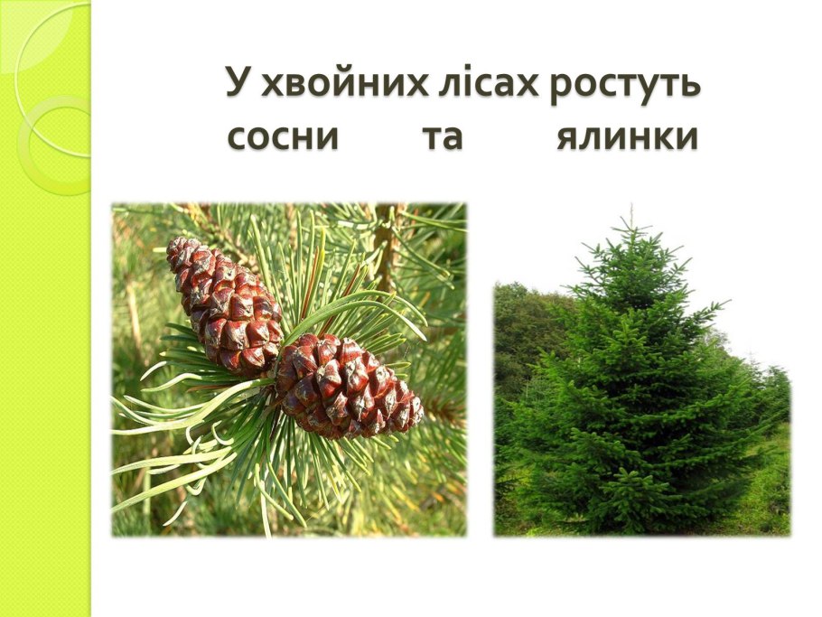 Сибирский кедр дерево