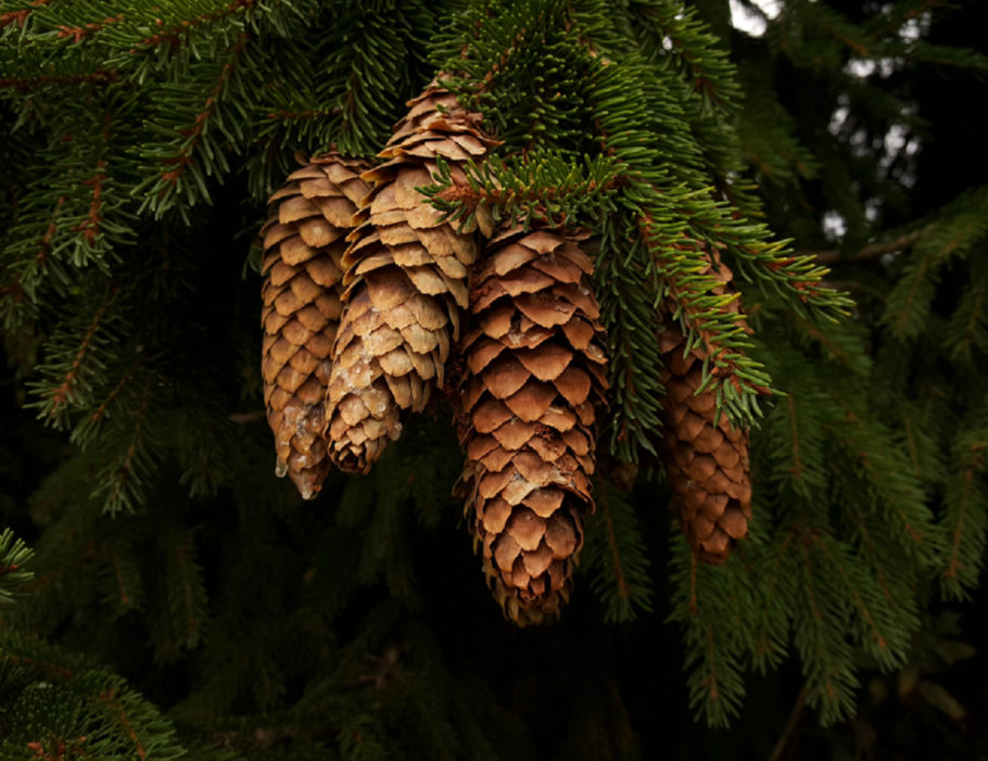 Шишки хвойных растений
