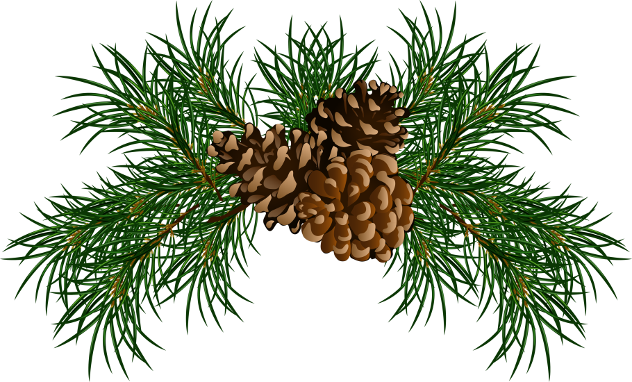 Пихта Сибирская Abies sibirica