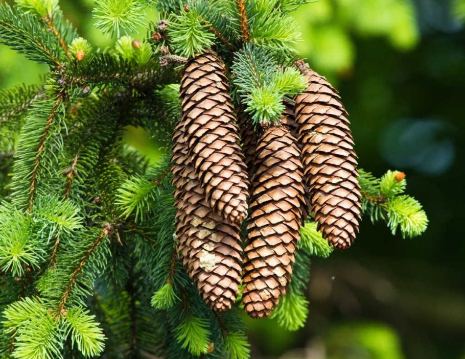 Хвоя голосеменных