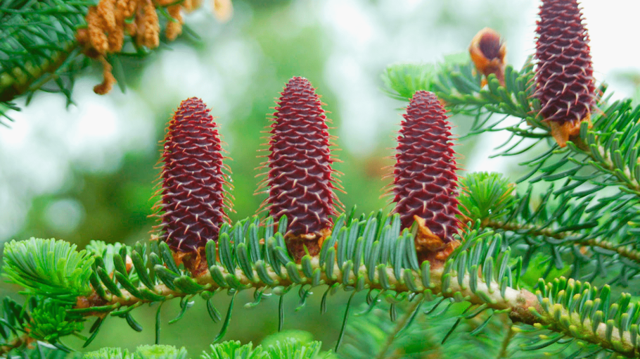 Type of gymnosperm Plants