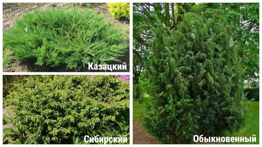 Можжевельник обыкновенный как размножается