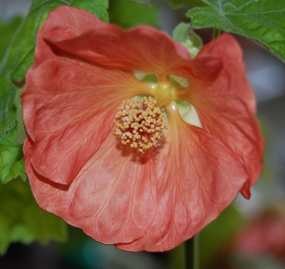 Абутилон апельсин