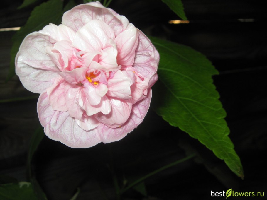 Абутилоны махровые