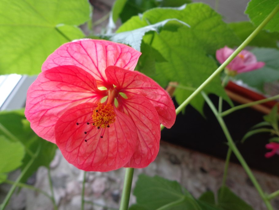 Абутилон сорт ред Монарх