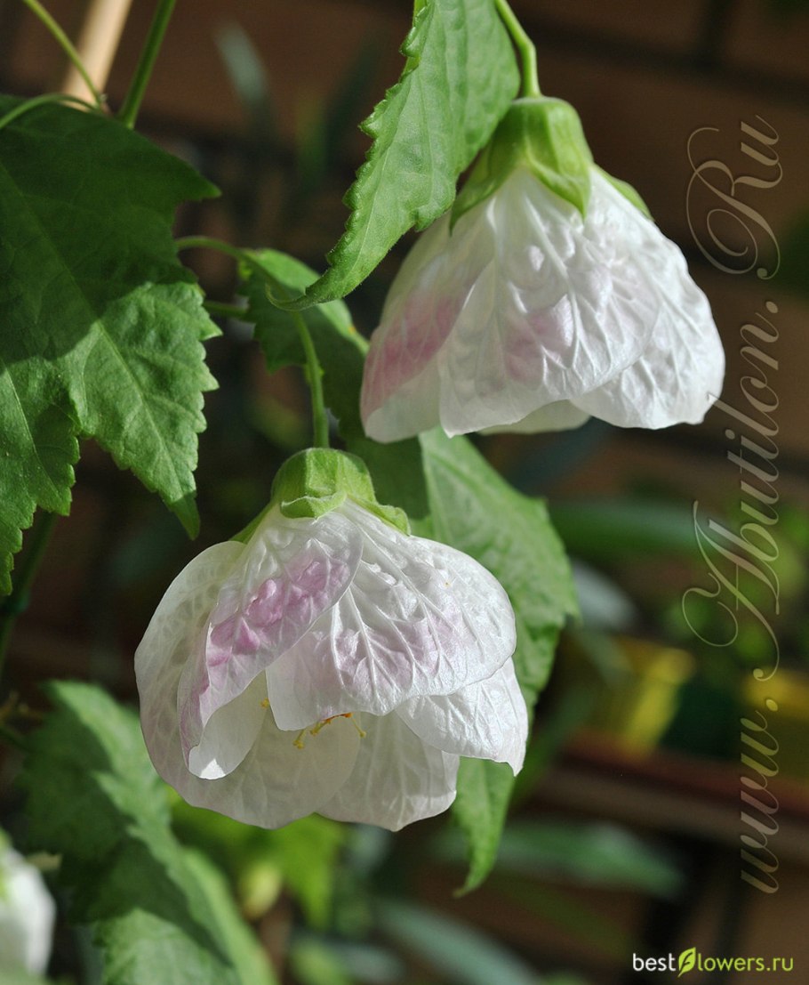 Абутилон леди Виктория