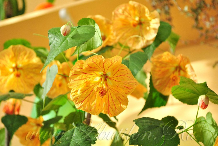 3д абутилон