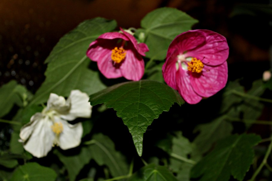 Абутилон Abutilon Pleniflorum