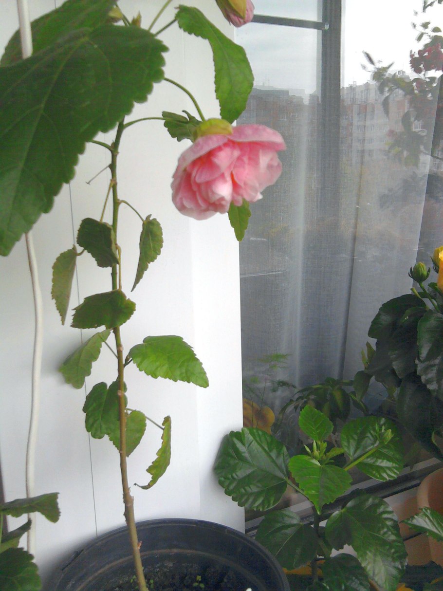 Клён комнатный цветок желтый