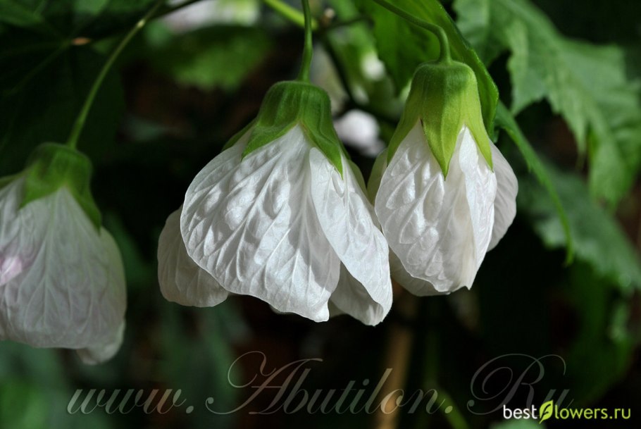 Абутилон Месапотамский