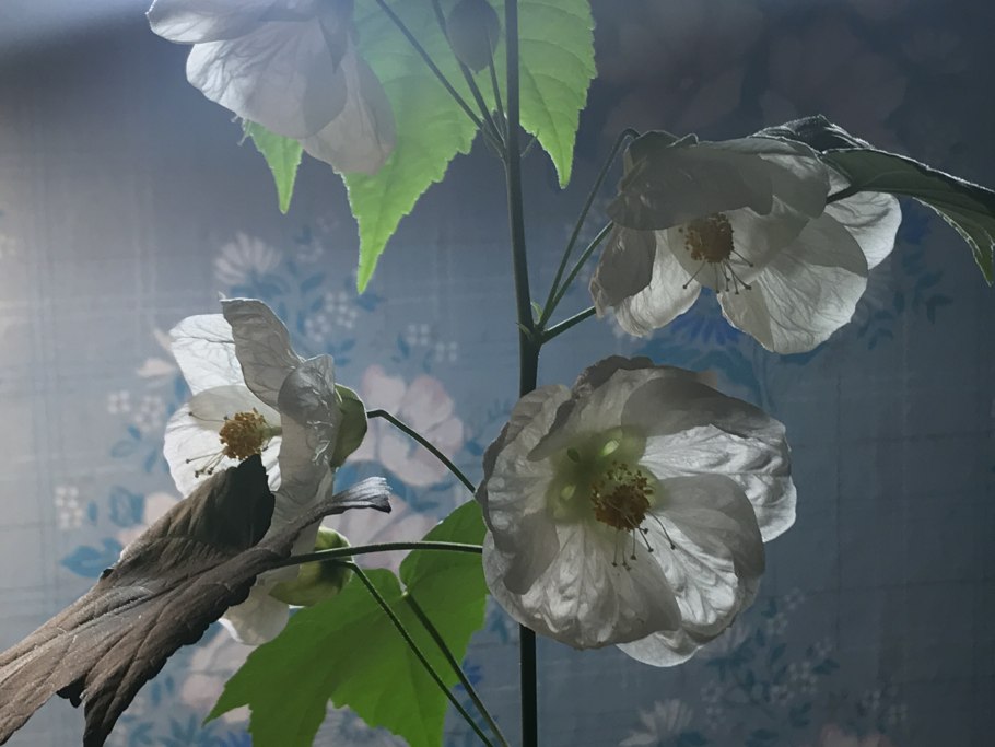 Абутилон Пионерский галстук