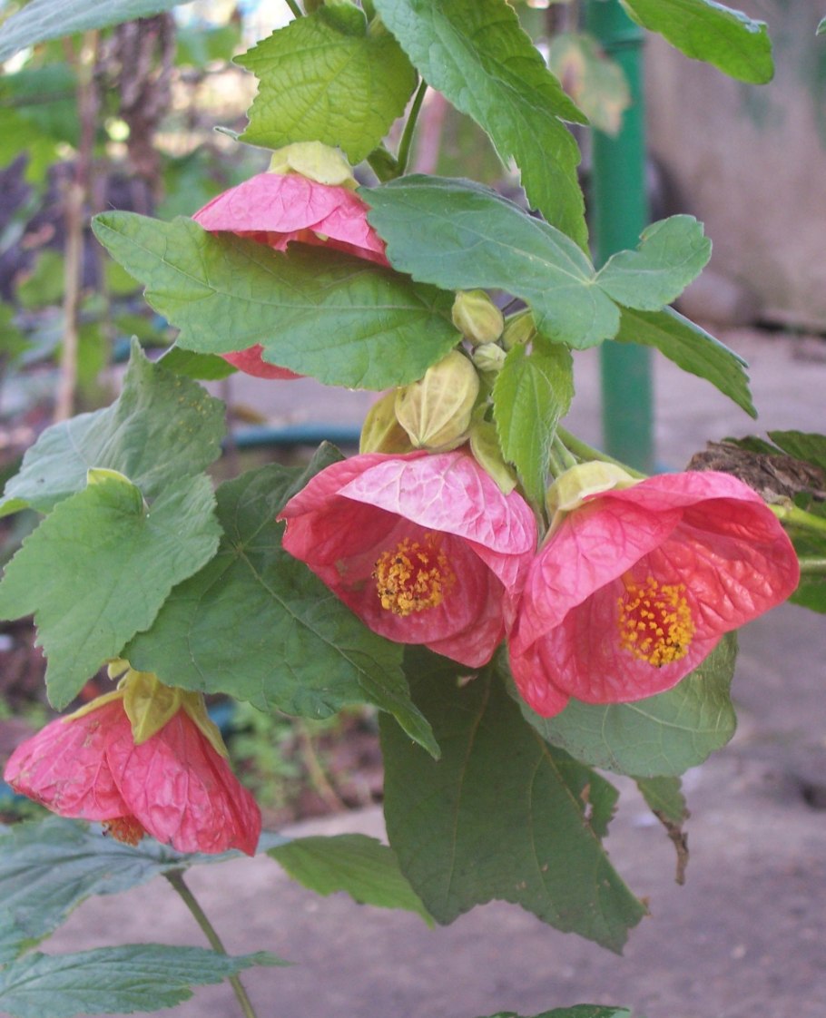 Абутилон pictum var