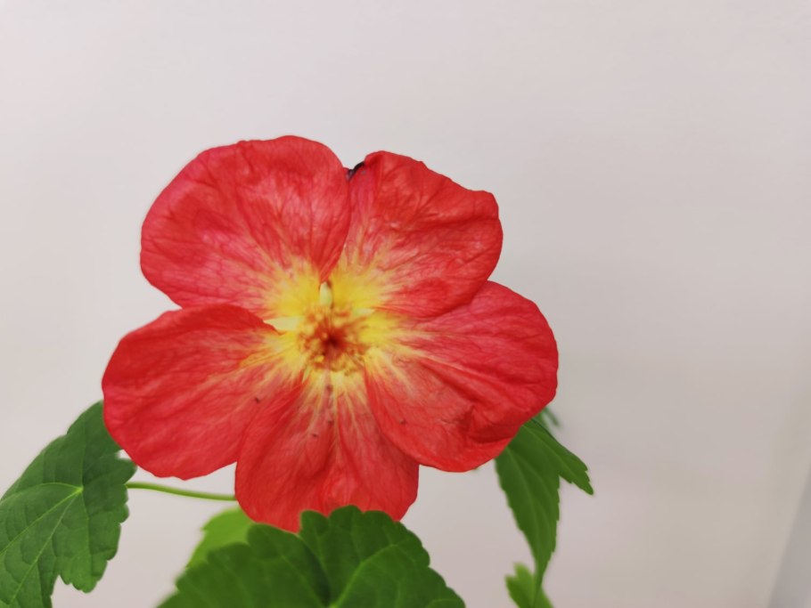 Абутилон Изабелла семена