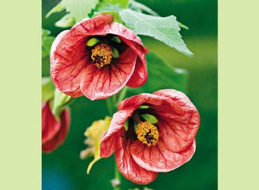 Абутилон маленький принц