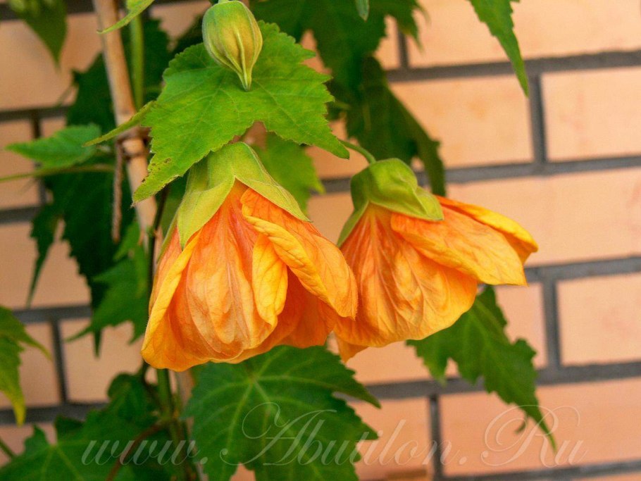 Абутилон золотой