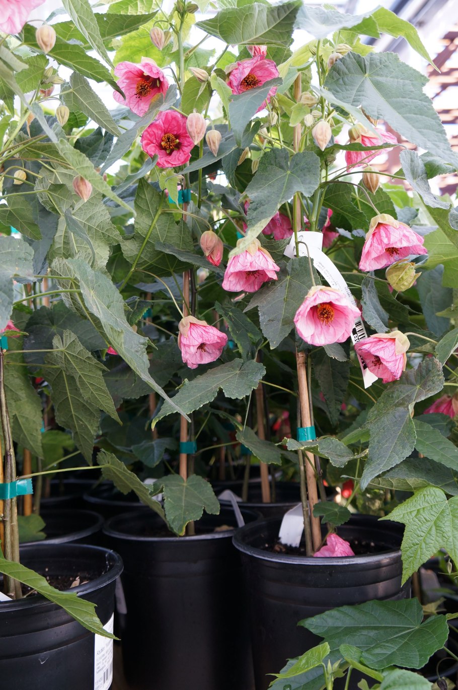 Абутилон махровый желтый-Abutilon ‘Pleniflorum’ (Abutilon pictum)