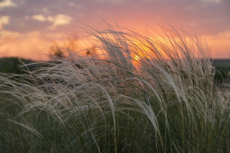 Ковыль Залесского Stipa Zalesskii