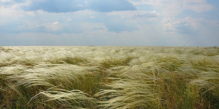 Ковыль ячмень гривастый (Hordeum jubatum)