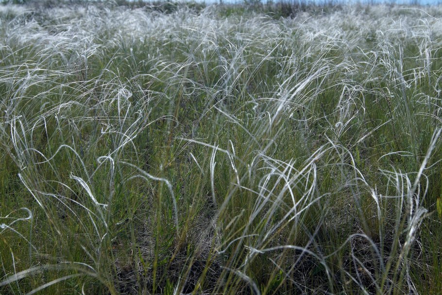 Ковыль Дальневосточный