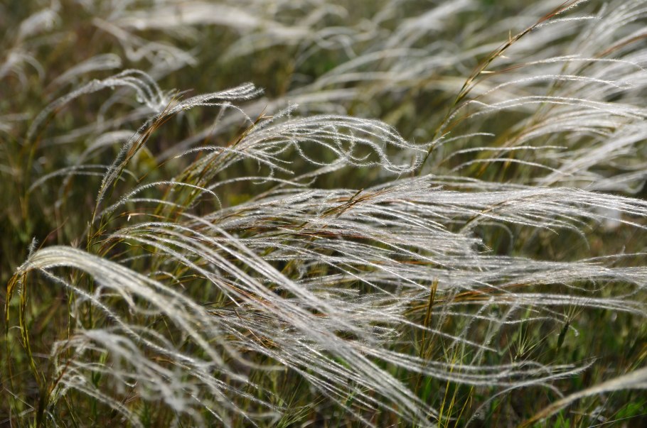 Ковыль (Stipa)