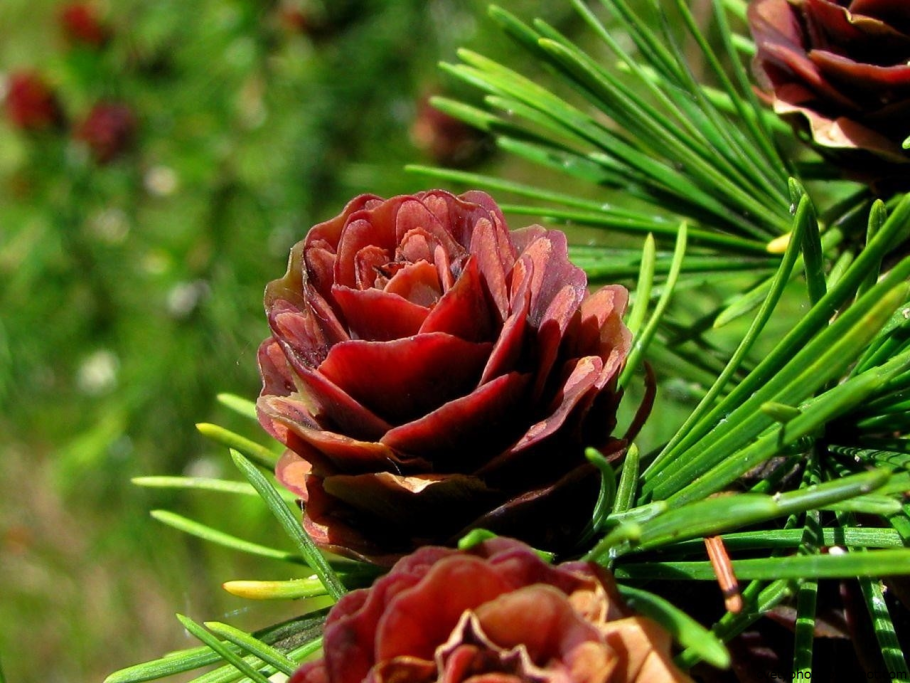 Pinus Montana шишки