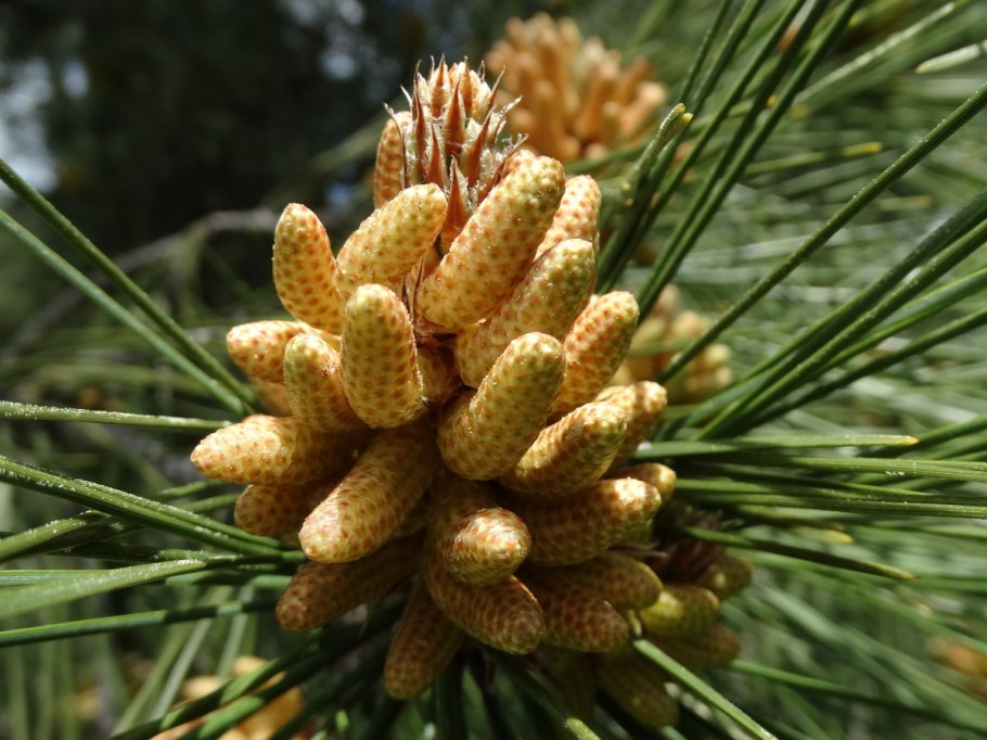 Микростробилы сосны кедровой сибирской