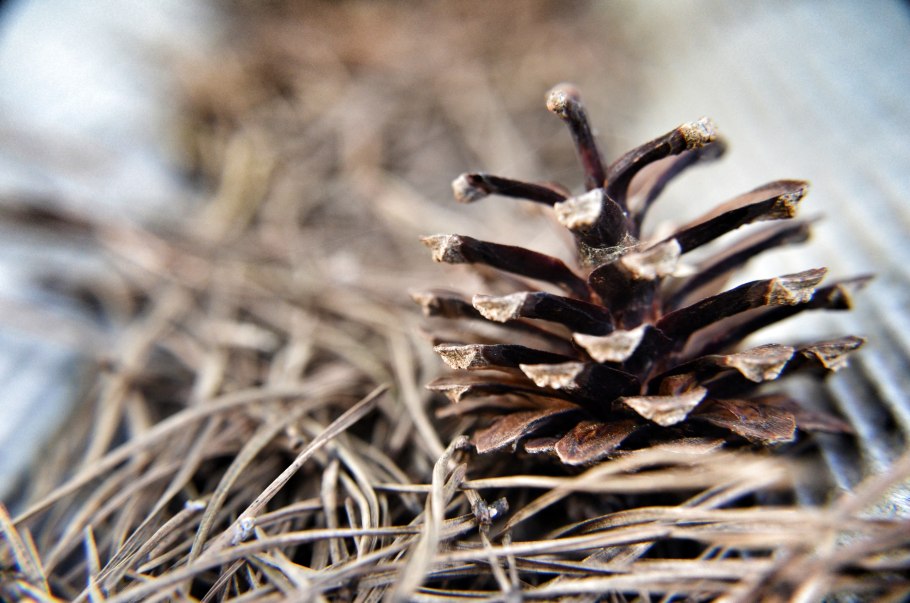 Размножение голосеменных растений сосны