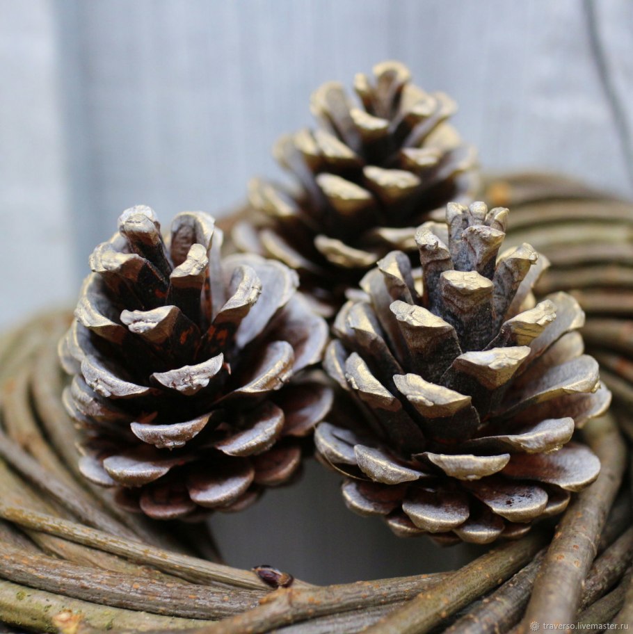 Пыльца шишка Сосновая шишка