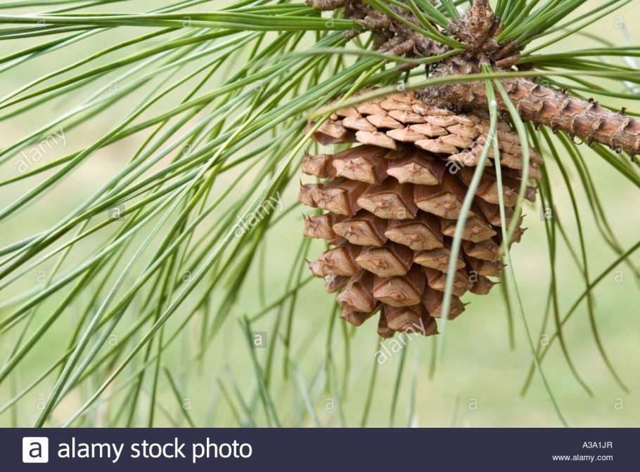 Пиния сосна шишка