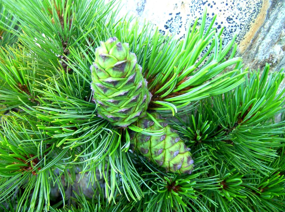 Шишки голосеменных