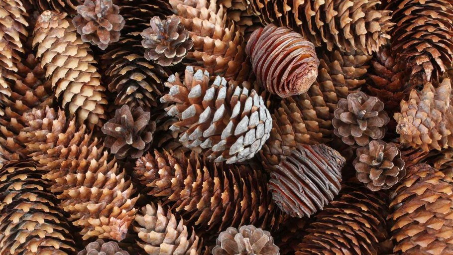 Симметрия шишки