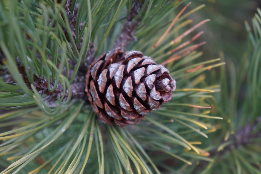 Фото сосны с шишками
