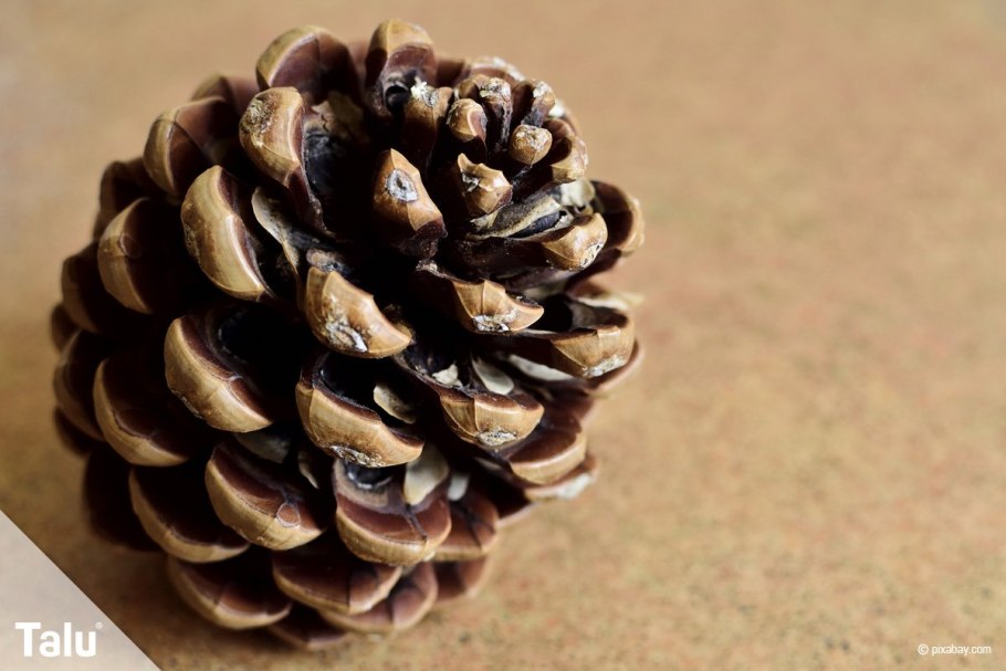 Строение побега сосны обыкновенной