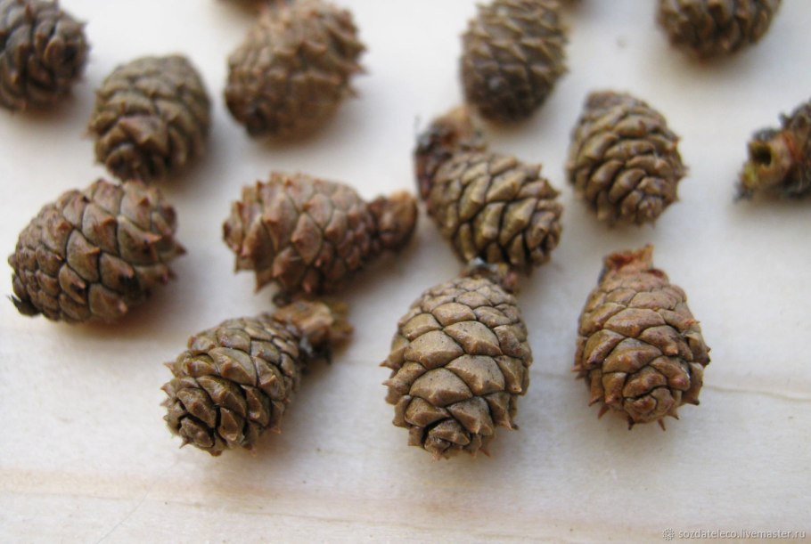 Лиственница тонкочешуйчатая шишки