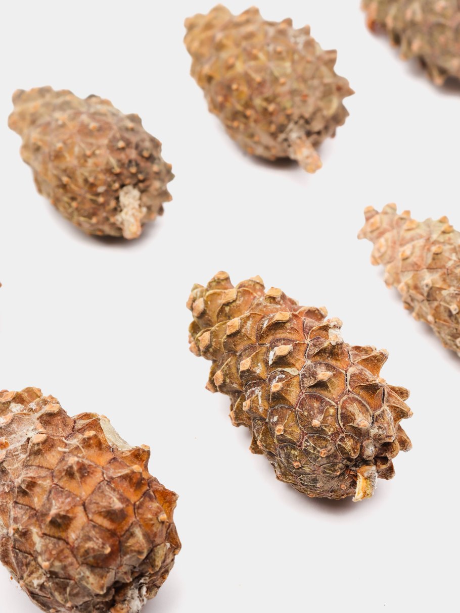 Ель Шренка шишки