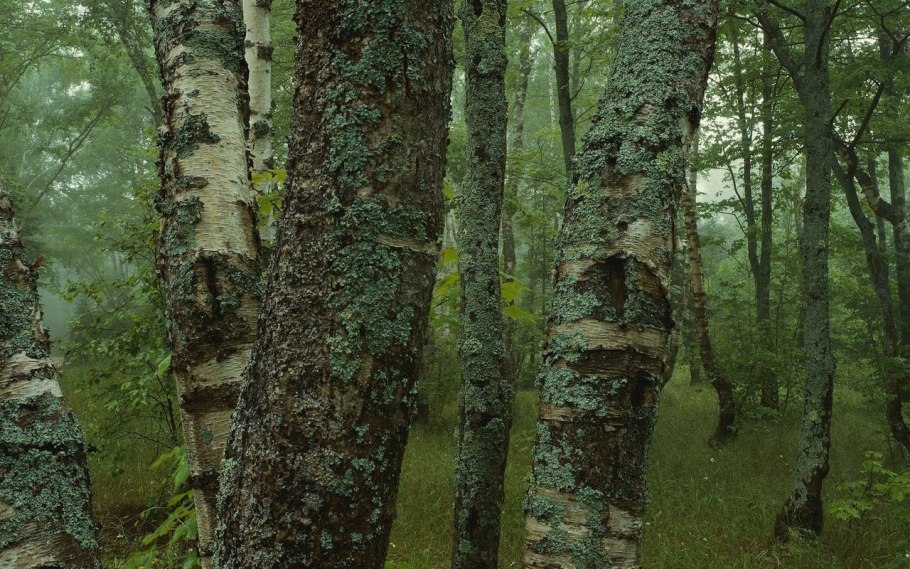 Лишайники смешанный лес