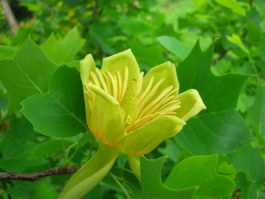 Лириодендрон Тюльпановый Liriodendron tulipifera