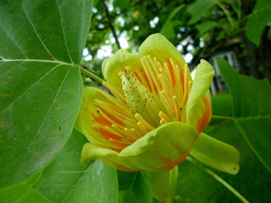 Liriodendron tulipifera тюльпановое дерево