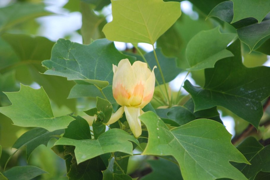 Лириодендрон Тюльпановый Liriodendron tulipifera